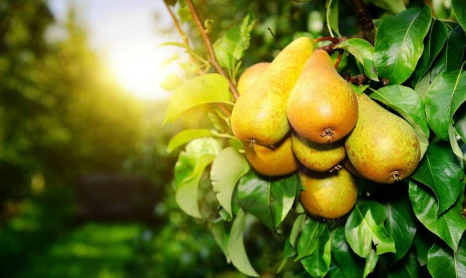 Pigwa gruszkowa – uprawa, pielęgnacja i inspiracje na wykorzystanie owoców