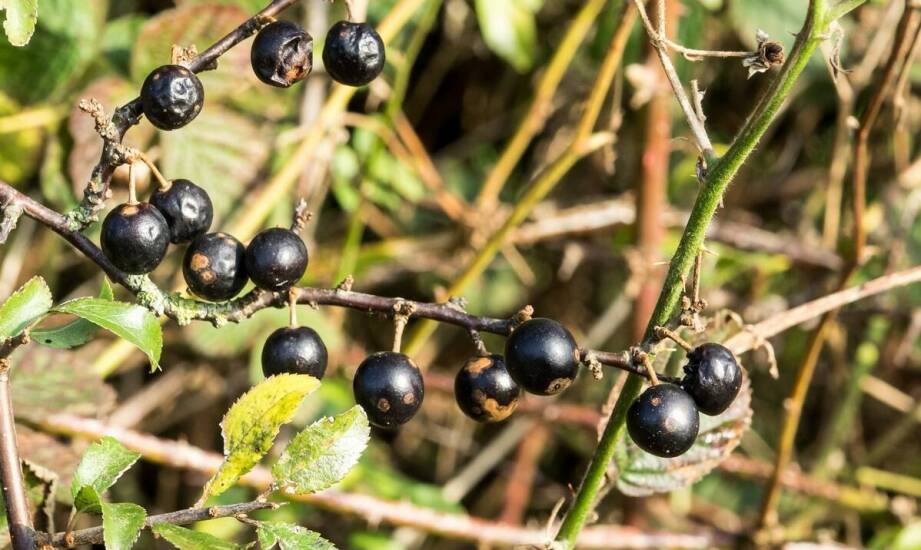 Jagoda kamczacka – kiedy sadzić i jak dbać o młode rośliny w ogrodzie