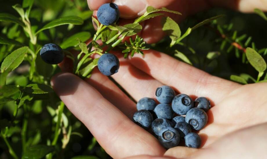 Jak wybrać i pielęgnować sadzonki borówki amerykańskiej w ogrodzie