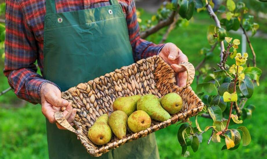 Pigwa gruszkowa – niezwykłe właściwości i inspiracje na wykorzystanie owoców