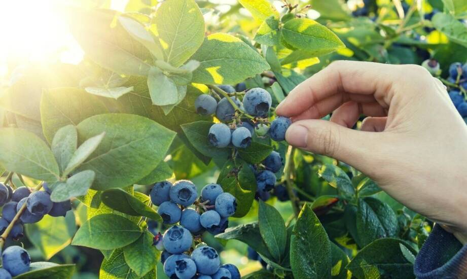 Sadzonki borówki amerykańskiej – kluczowe fakty o wyborze i uprawie