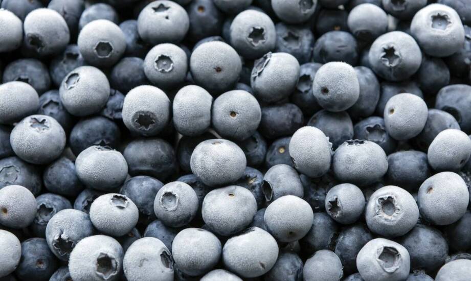 Jak wybrać i sadzić sadzonki borówki amerykańskiej do ogrodu