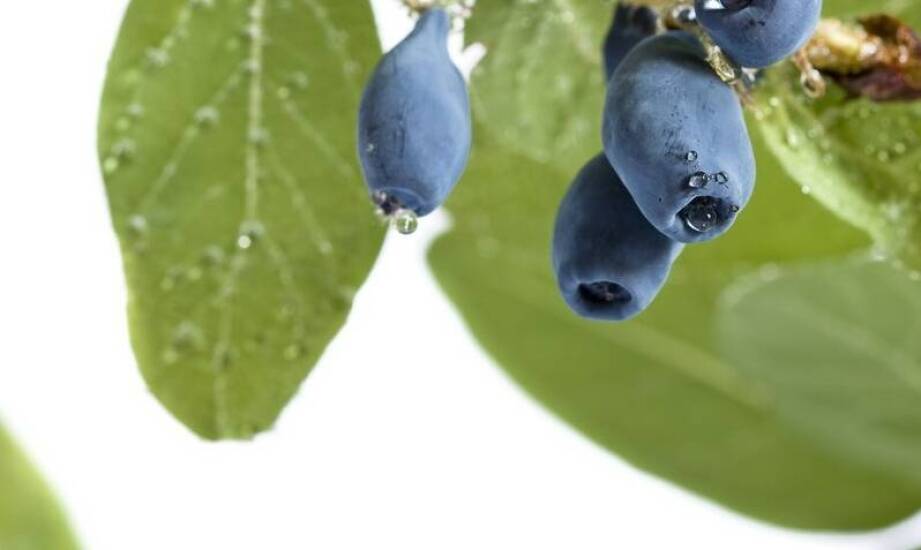 Jak wybrać i pielęgnować sadzonki borówki amerykańskiej – praktyczne wskazówki