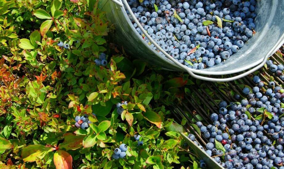 Jak wybrać i uprawiać sadzonki borówki amerykańskiej w ogrodzie