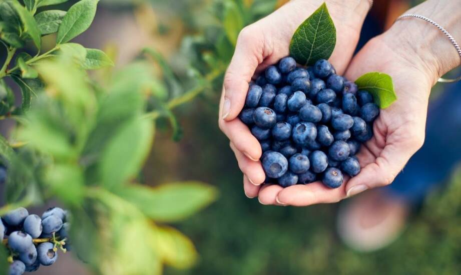 Borówka amerykańska z sadzonek – najważniejsze fakty i praktyczne porady