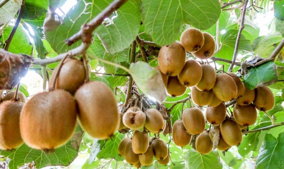 Najważniejsze informacje o sadzonkach drzew owocowych – co warto wiedzieć