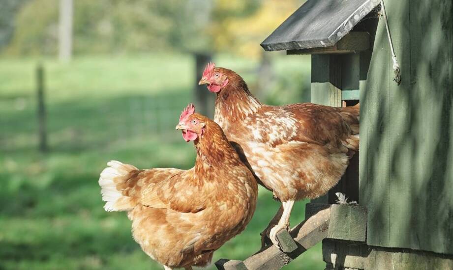 Karmidła dla drobiu – jak wybrać odpowiedni model i na co zwrócić uwagę