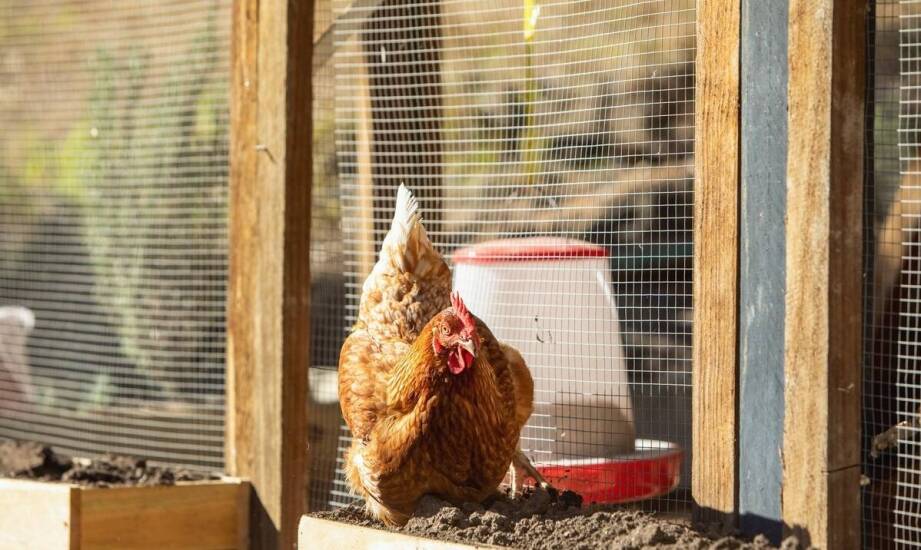 Jak wybrać karmidła dla kur? Przegląd rodzajów i praktyczne wskazówki