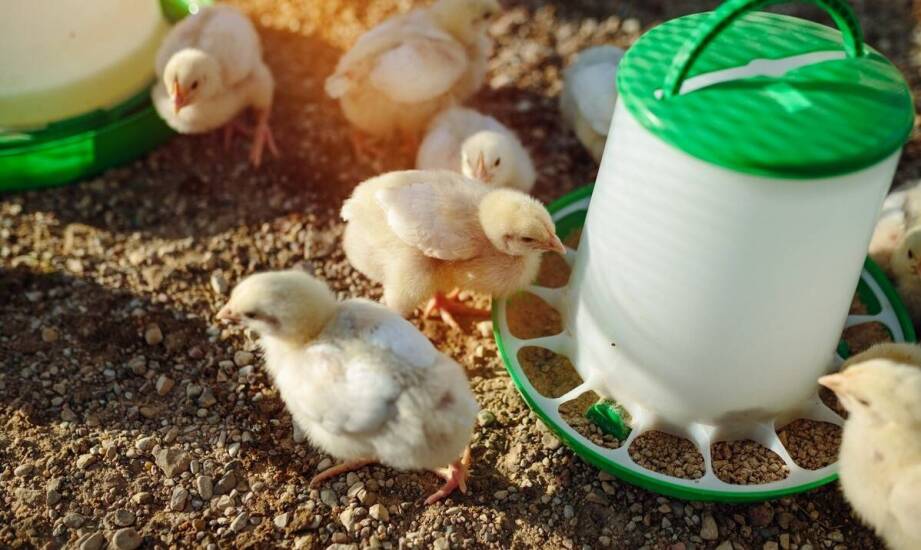 Poidła kropelkowe dla drobiu – jak działają i jakie przynoszą korzyści