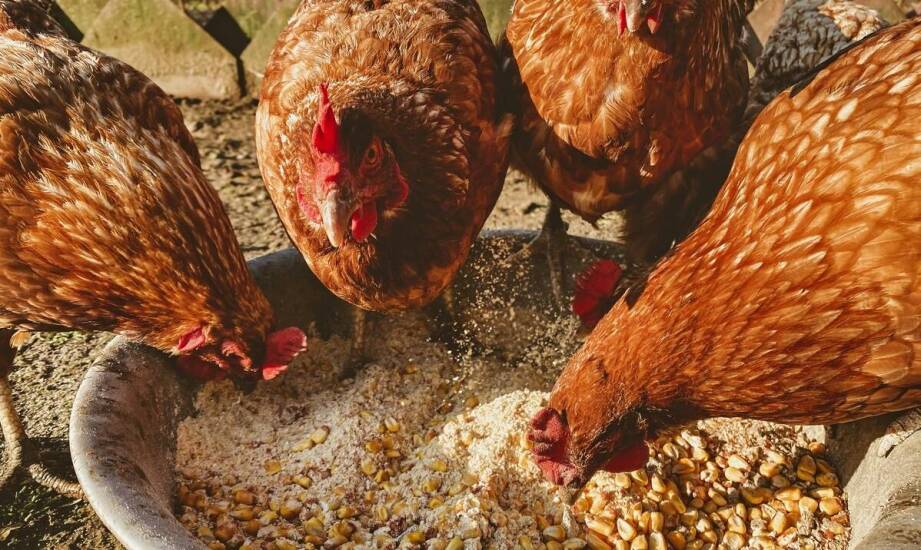 Karmidło zasypowe – jak wybrać najlepsze rozwiązanie do hodowli drobiu
