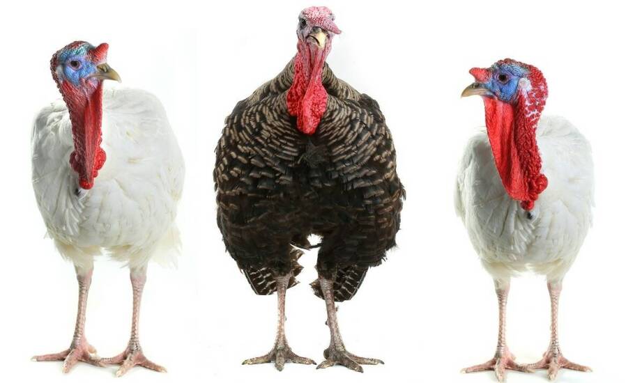 Jak wybrać najlepsze poidło dla indyków? Praktyczne wskazówki i porady