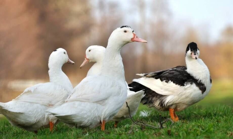 Jak wybrać najlepsze poidło dla gęsi — praktyczne wskazówki i porady