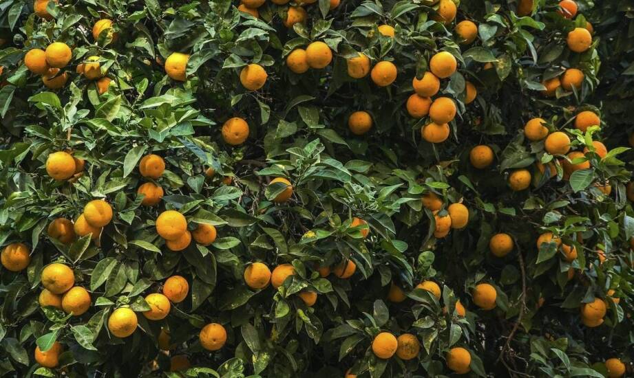 Oranżeria – inspiracje i pomysły na wykorzystanie przestrzeni w domu