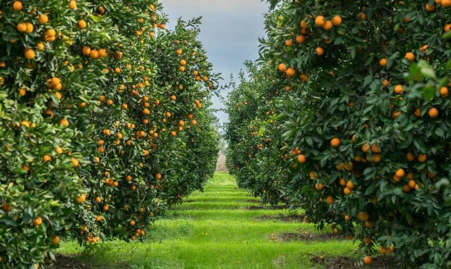 Czym jest oranżeria i jakie atrakcje oferuje miłośnikom roślin?
