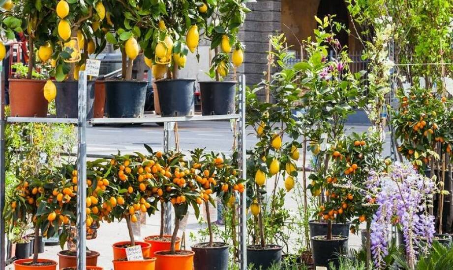 Ogrody zimowe i oranżerie – inspiracje na piękne przestrzenie w domu