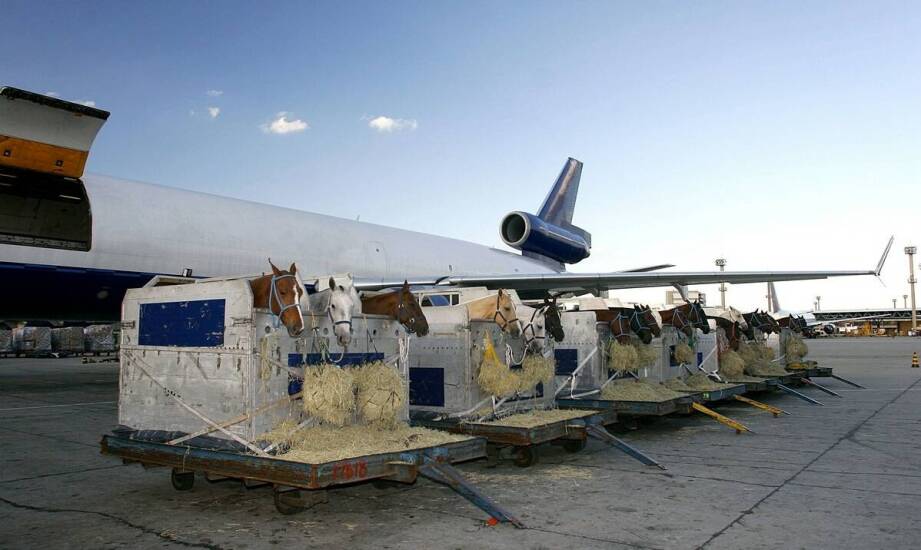 Jak przebiega przewóz zmarłych samolotem z innych krajów?