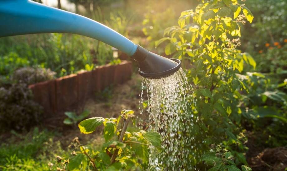 Nawadnianie ogrodu — sprawdzone metody i najważniejsze zasady podlewania