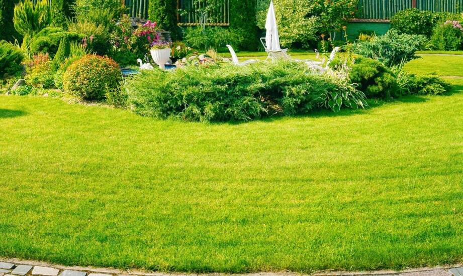 Jak skutecznie przywrócić gęstą zieleń trawnika po zimie i suszy