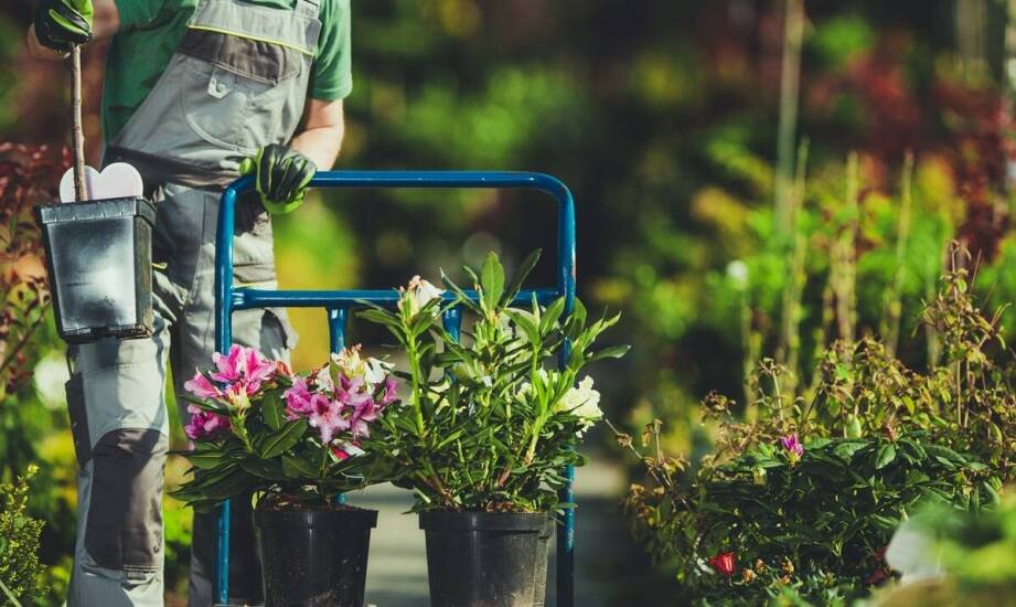 Jak wybrać firmę ogrodniczą i na co zwrócić uwagę przy współpracy