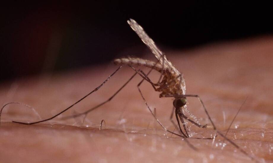 Moskitiera – skuteczny sposób na zabezpieczenie wnętrza przed owadami