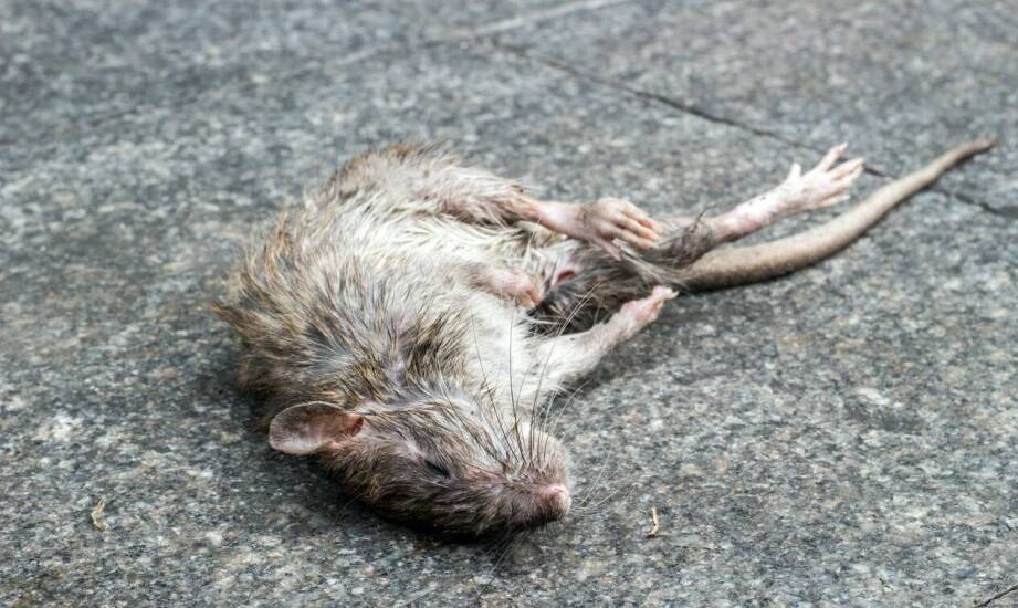 Skuteczne metody zwalczania gryzoni — sprawdzone sposoby na myszy i szczury