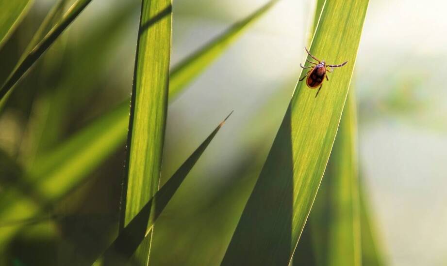 Jak skutecznie pozbyć się owadów z domu i ogrodu – sprawdzone sposoby