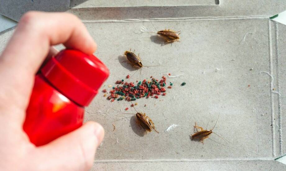 Skuteczne metody zwalczania owadów – praktyczne sposoby na pozbycie się insektów