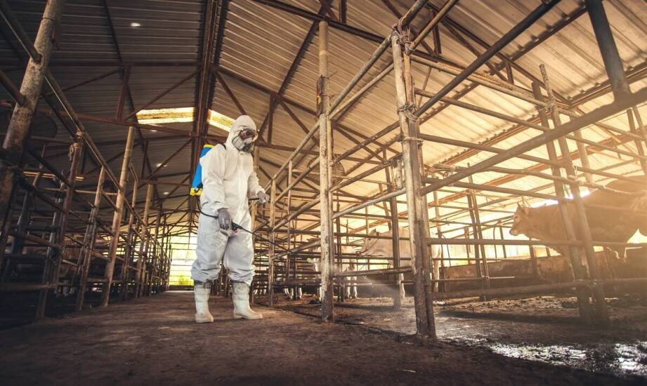 Najskuteczniejsze sposoby na ochronę domu przed uciążliwymi owadami