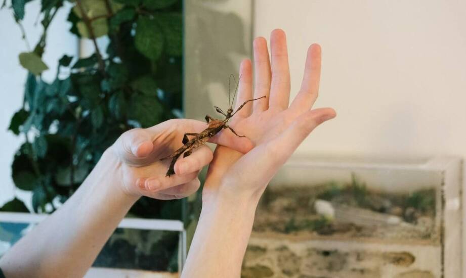 Skuteczne metody walki z owadami w domu i ogrodzie – sprawdzone porady