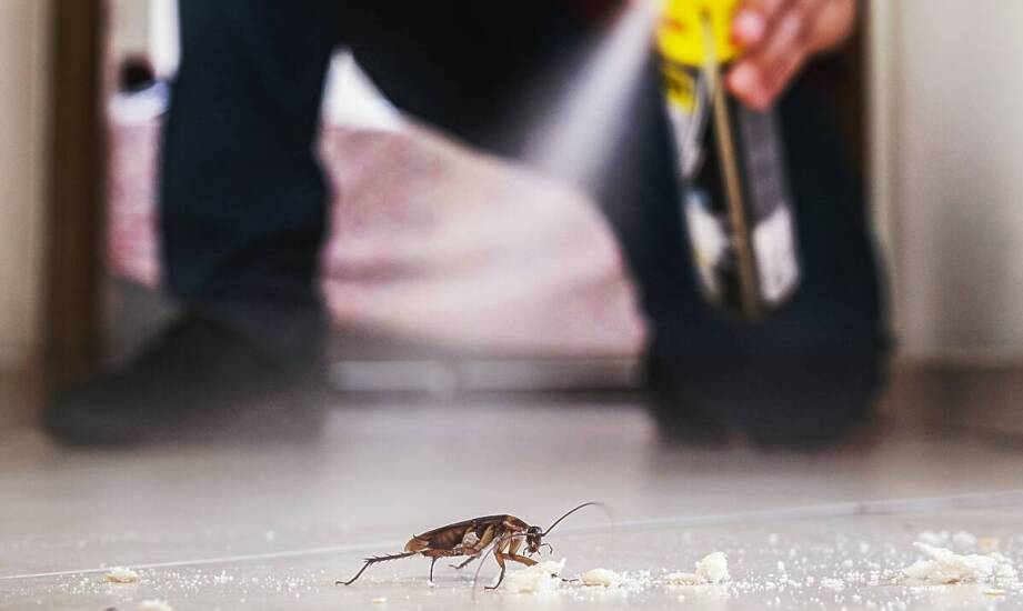 Skuteczne metody walki z owadami w domu i ogrodzie