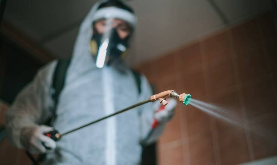 Jak pozbyć się gryzoni z domu i ogrodu – sprawdzone sposoby na szczury i myszy