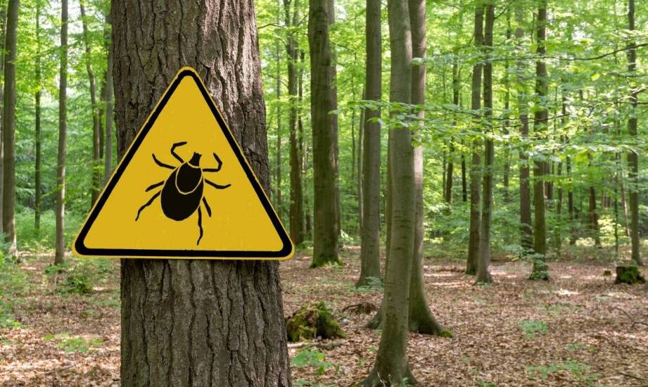 Jak rozpoznać obecność korników i co zrobić, gdy pojawią się w domu