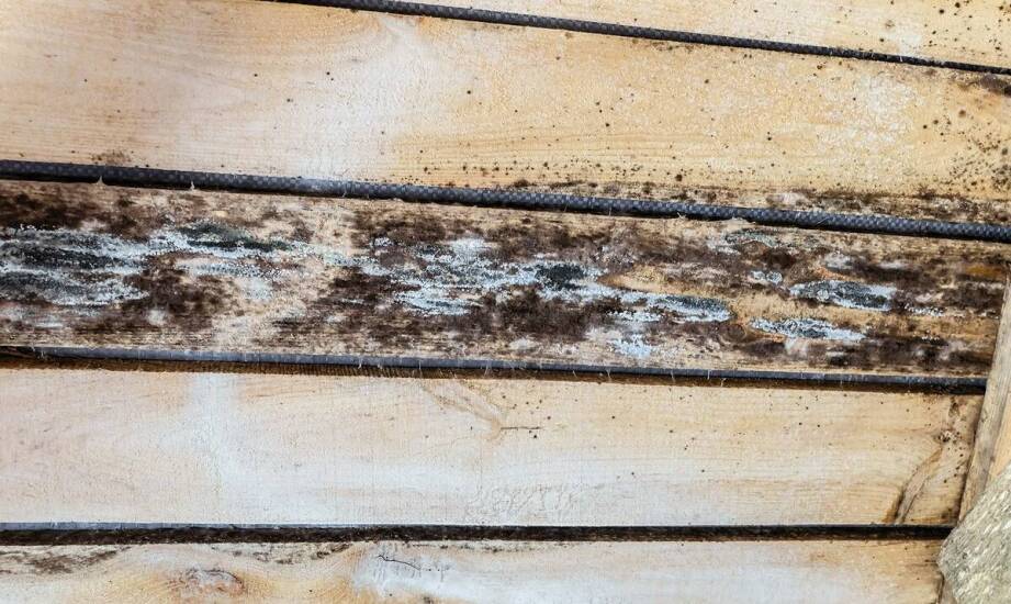 Najczęstsze rodzaje szkodników i sposoby ich ograniczania w domu oraz ogrodzie