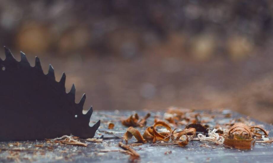 Likwidacja korników – sprawdzone rozwiązania i fakty, które warto znać