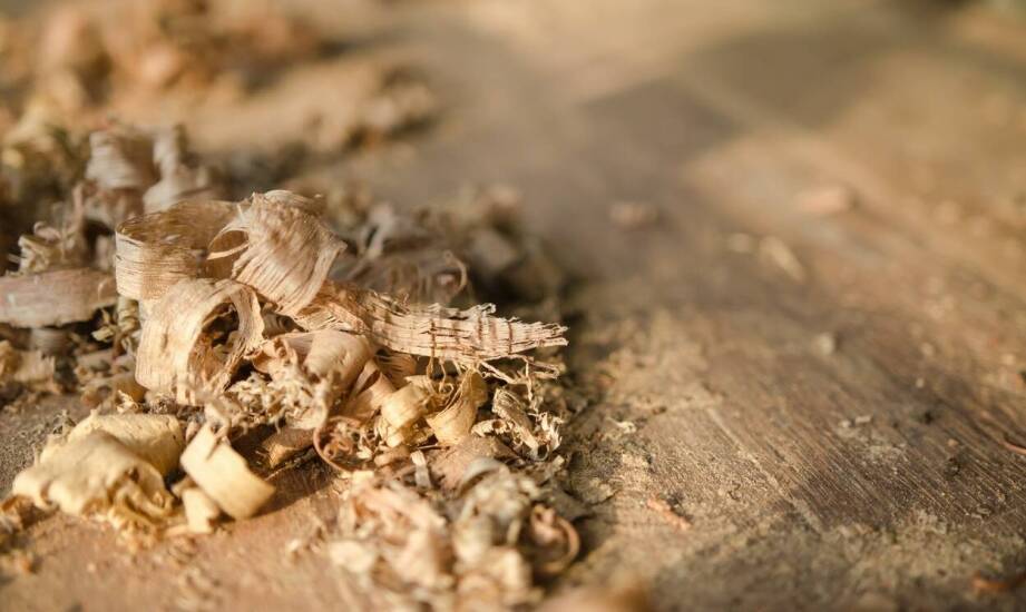 Szkodniki drewna – jak je rozpoznać i zabezpieczyć dom przed zniszczeniem