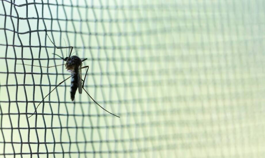 Najczęstsze przyczyny pojawiania się szkodników i sposoby ich ograniczania