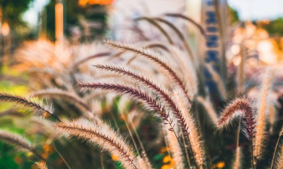Trawy ozdobne do ogrodu – inspiracje, odmiany i pielęgnacja