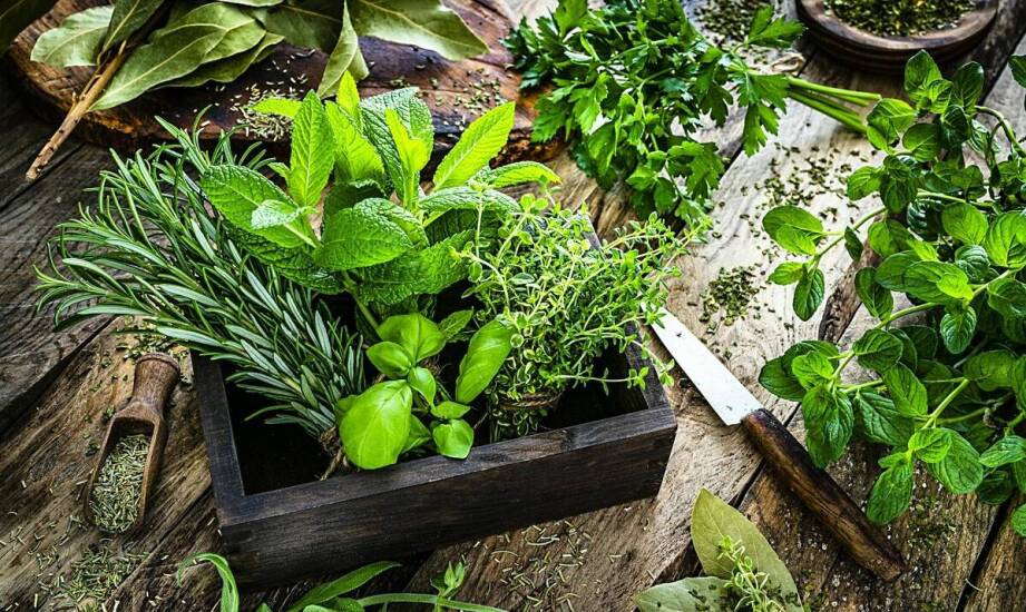 Najpopularniejsze zioła – właściwości, zastosowanie i uprawa w domu