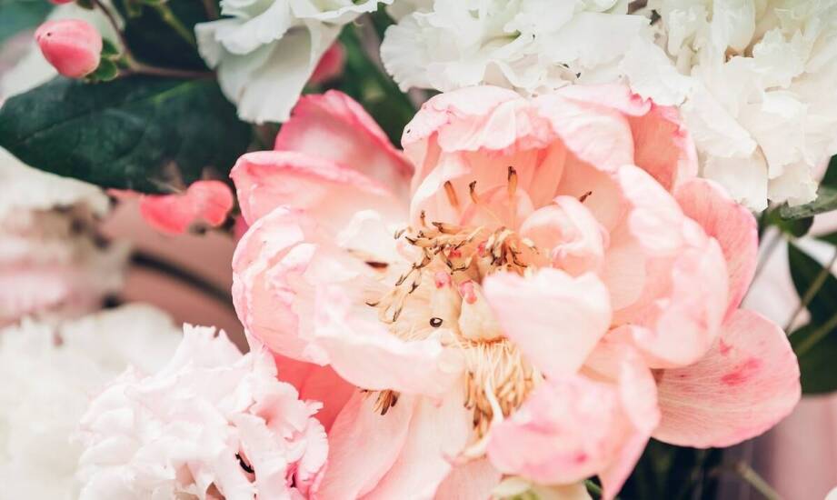 Pelargonie – sekrety bujnego kwitnienia i pielęgnacji w domu i ogrodzie