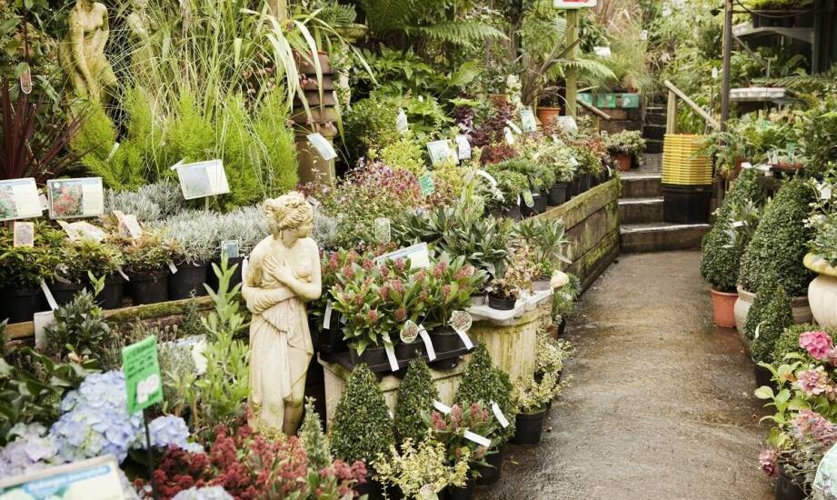 Sklep ogrodniczy – co warto wiedzieć przed zakupem roślin i akcesoriów