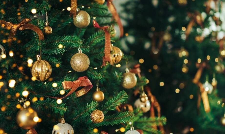 Drzewa ozdobne do ogrodu – gatunki, które zachwycają przez cały rok