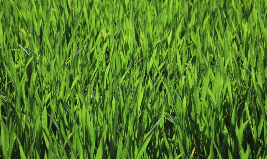 Trawy w ogrodzie i na tarasie – zastosowanie, pielęgnacja, inspiracje