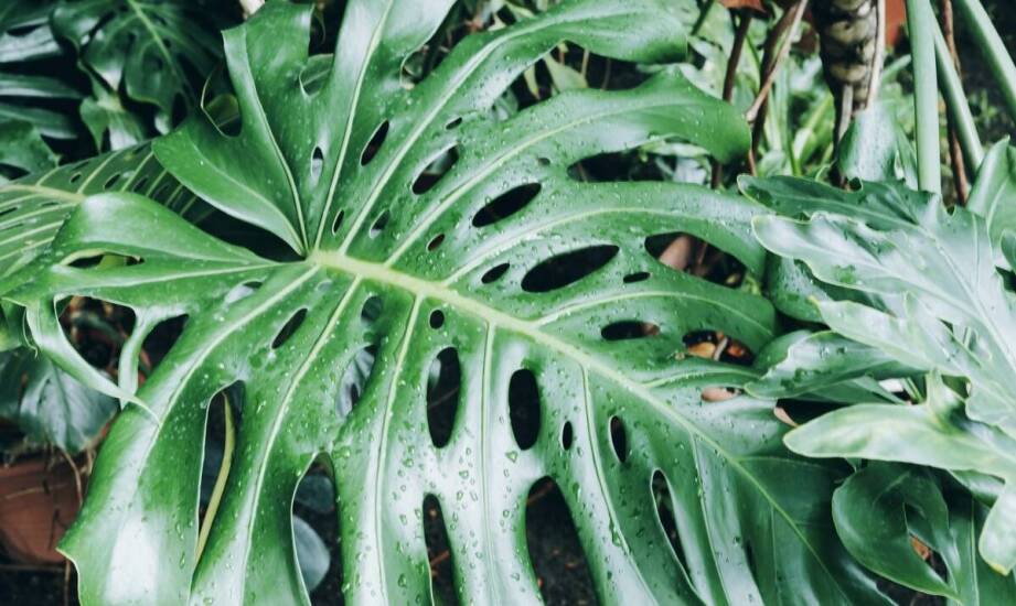 Rośliny odporne na mróz – gatunki, które przetrwają zimę w ogrodzie