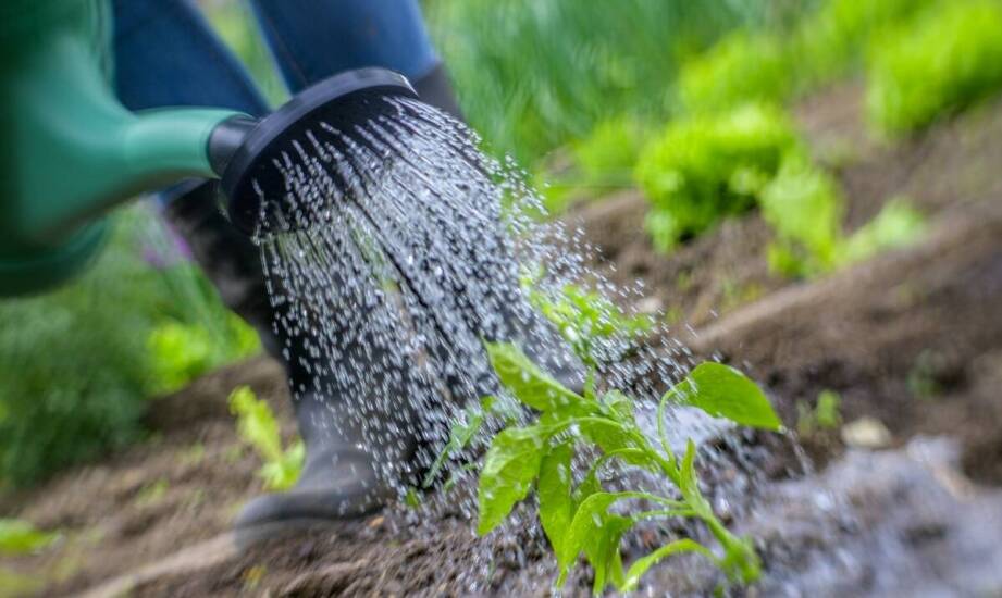 Jak dbać o iglaki przez cały rok i jakie nawozy wybrać do ogrodu