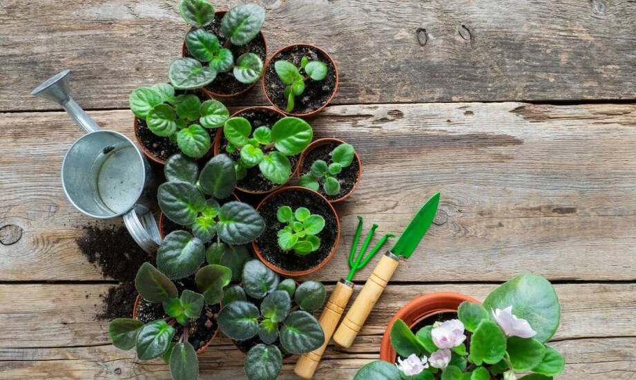 Rośliny rabatowe – najładniejsze odmiany i pomysły na kolorowy ogród