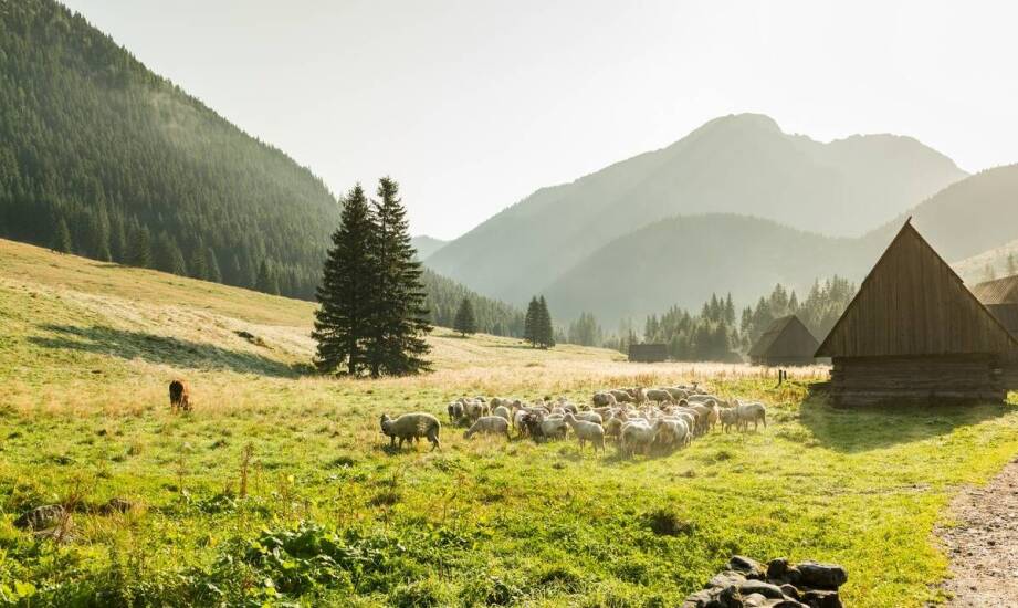 Przestronny dom w górach na wspólny wyjazd – jak wybrać najlepszą opcję
