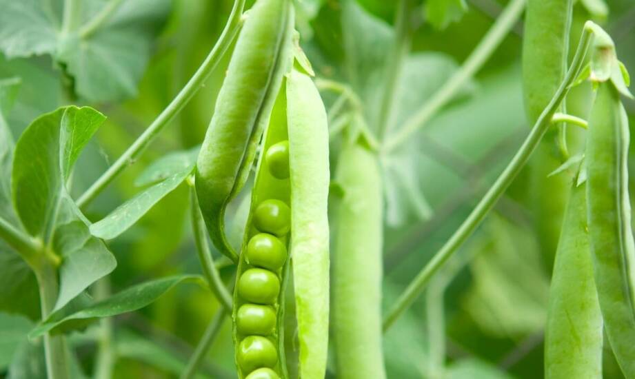 Ekogroszek – czym się charakteryzuje, zastosowanie i korzyści ogrzewania