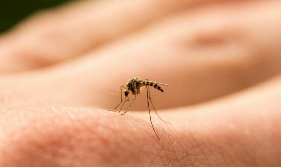 Rodzaje moskitier – przegląd dostępnych rozwiązań i ich zastosowanie