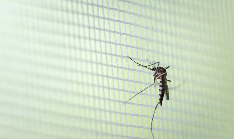 Moskitiery – praktyczne rozwiązania na ochronę domu przed insektami