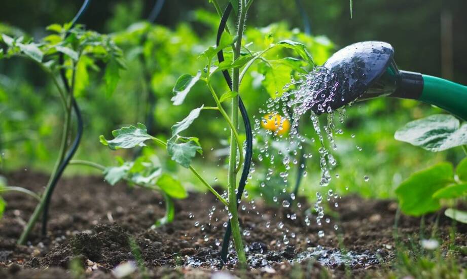 Jak wybrać ziemię ogrodową do roślin i trawnika – porady i wskazówki